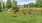 a playground with a fence and trees